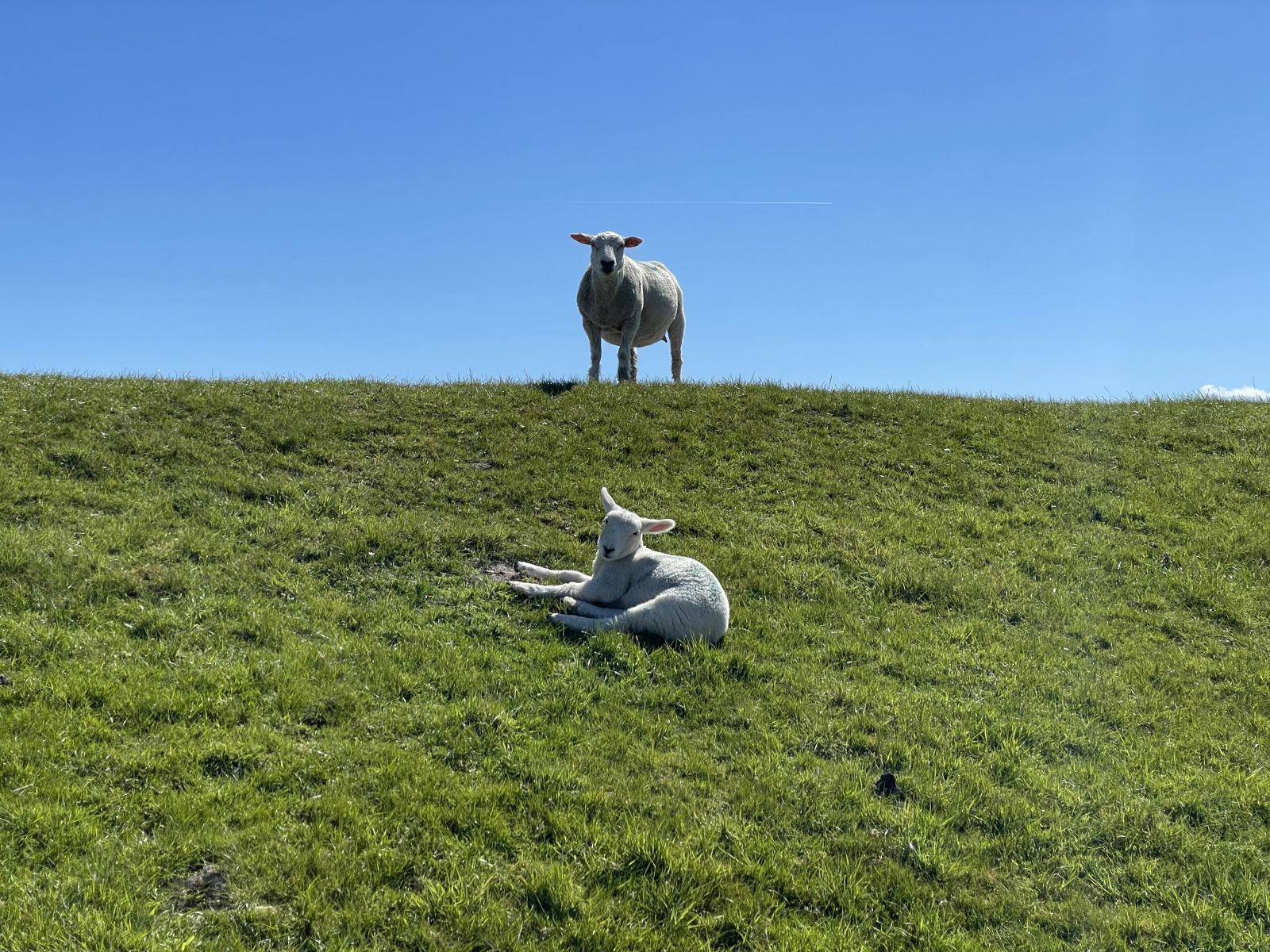 Schafe auf Nordstrand Damm
